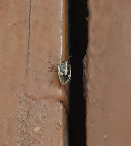 Bagrada Bug