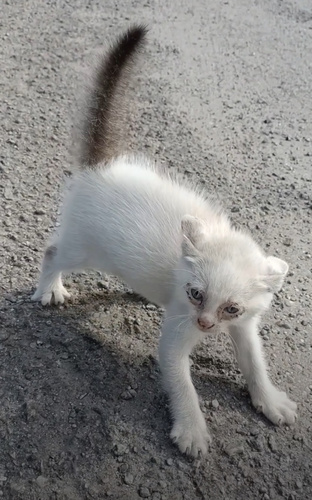 Domestic Cat