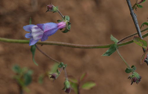 Penstemon laetus var. sagittatus
