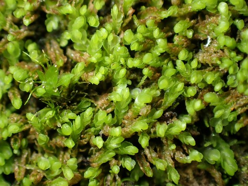 Jackiella curvata