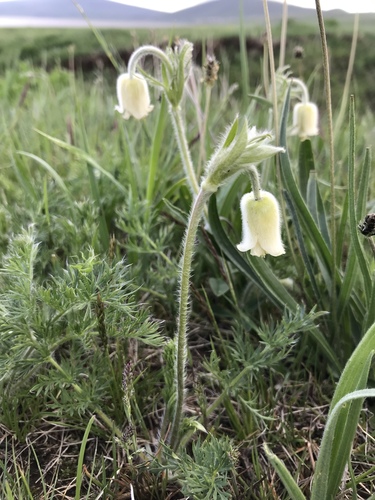 Pulsatilla albana