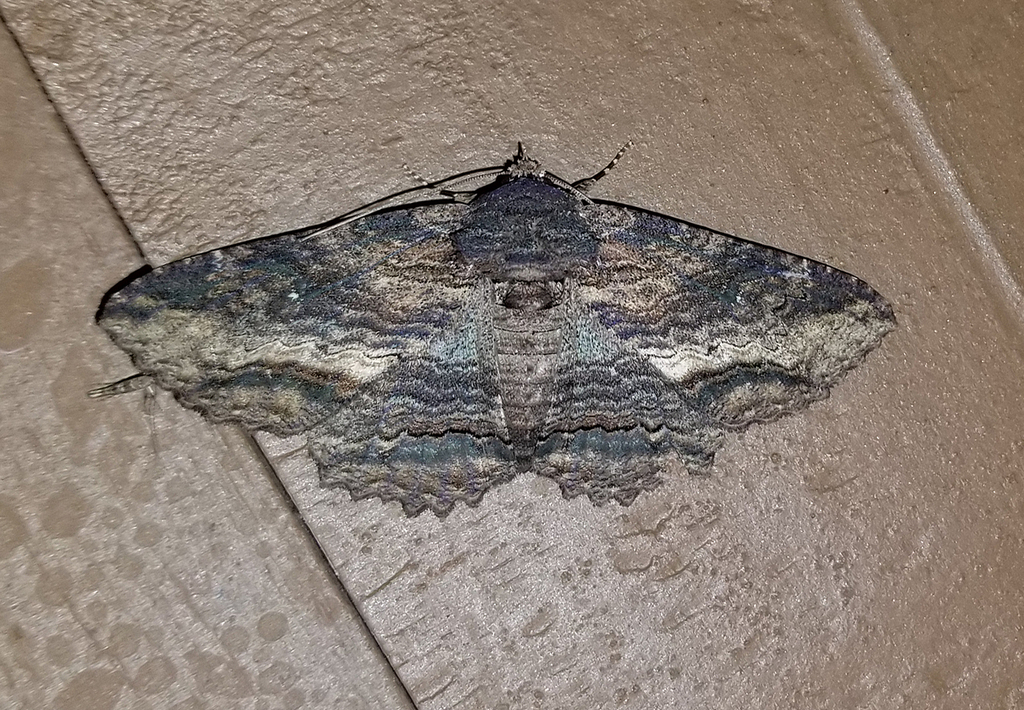 Lunate Zale Moth from Fentress County, TN, USA on June 28, 2024 at 09: ...
