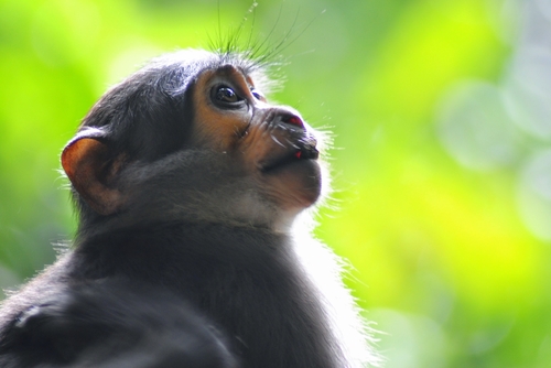 Smoky Mangabey