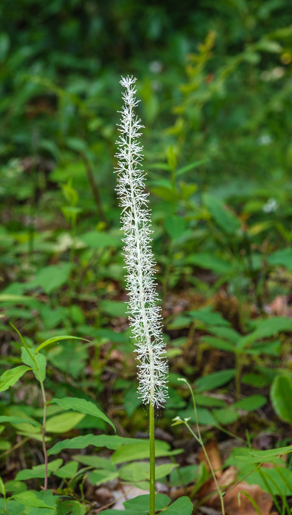 devil's bit in June 2024 by jared_satchell. Observed 4 flowering stems ...