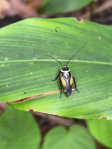 Hemithyrsocera vittata