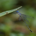 Forest Spreadwing - Photo (c) stijn-de-win, all rights reserved, uploaded by stijn-de-win