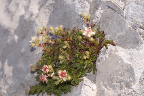 nátržník Clusiov (Potentilla clusiana)