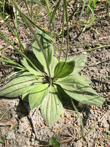 Plaukuotasis gyslotis nuotrauka