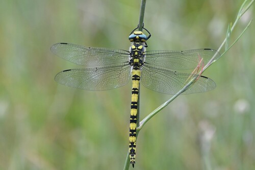 Cordulegaster charpentieri