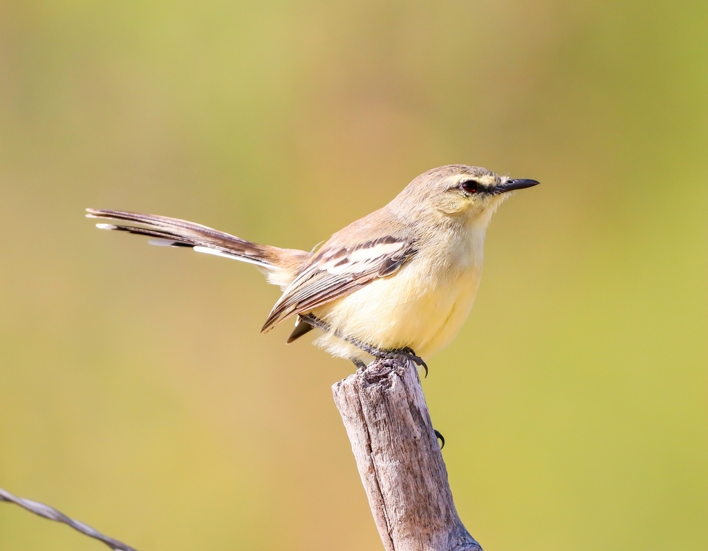 Bahia Wagtail-Tyrant (Stigmatura bahiae) photo