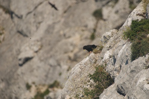 čavka žltozobá (Pyrrhocorax graculus)