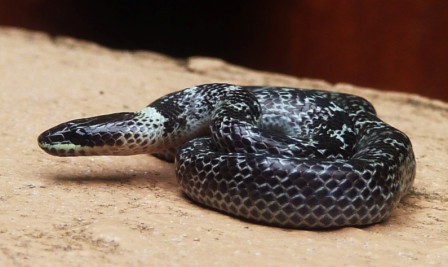 Reptiles of the Philippines's Check List · iNaturalist