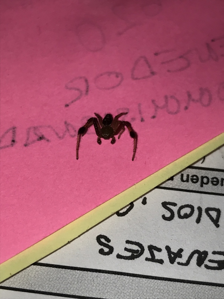 Parasynema cirripes from Parque Nacional Rincón De La Vieja, Liberia