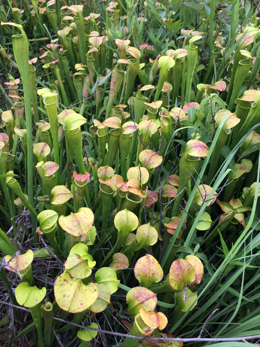 Pale Pitcher Plant