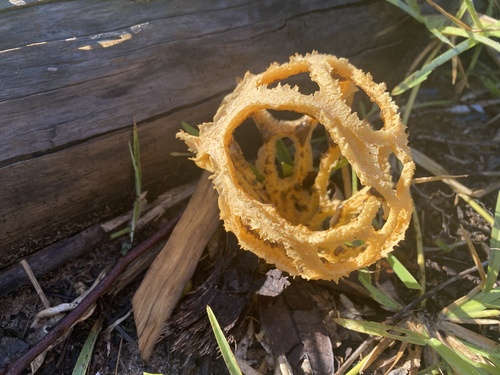 Clathrus camerunensis