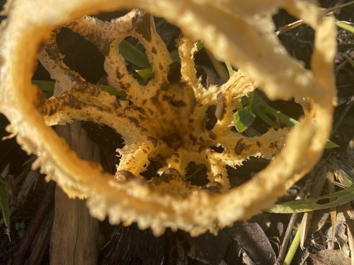 Clathrus camerunensis