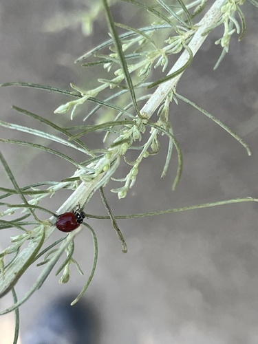 iNaturalist observation photo of Spotless Lady Beetle