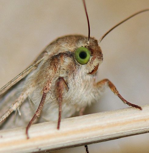 Cotton Bollworm Moth