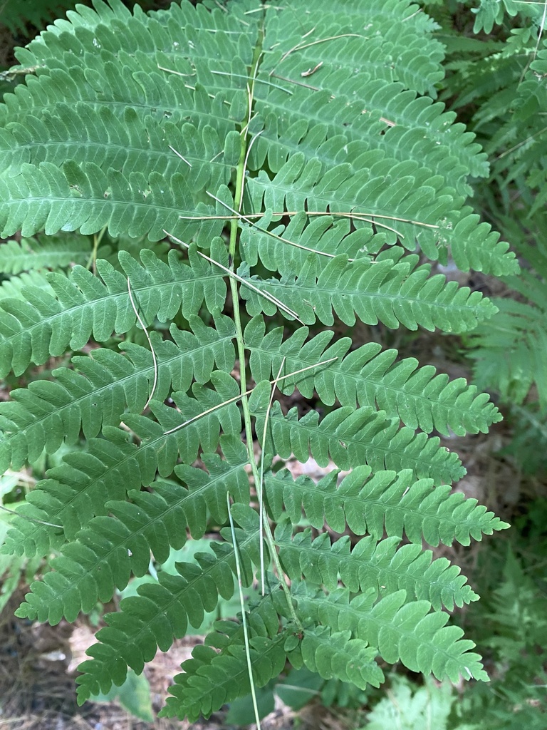 interrupted fern from Downing Rd, Hanover, NH, US on June 30, 2024 at