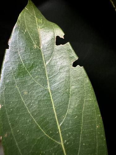 Nectandra cuspidata