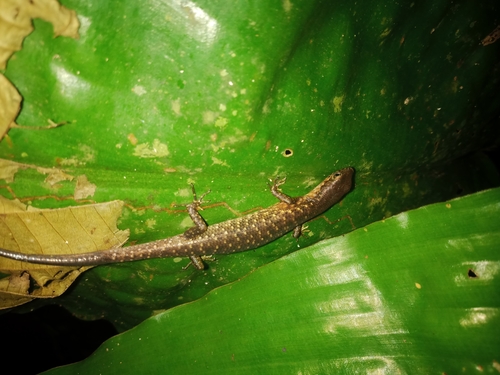 Gaboon Lidless Skink