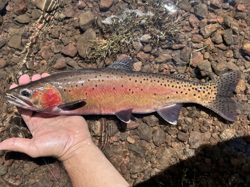 Oncorhynchus henshawi