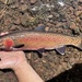 Lahontan Cutthroat Trout - Photo (c) prickly_sculpin, all rights reserved, uploaded by prickly_sculpin