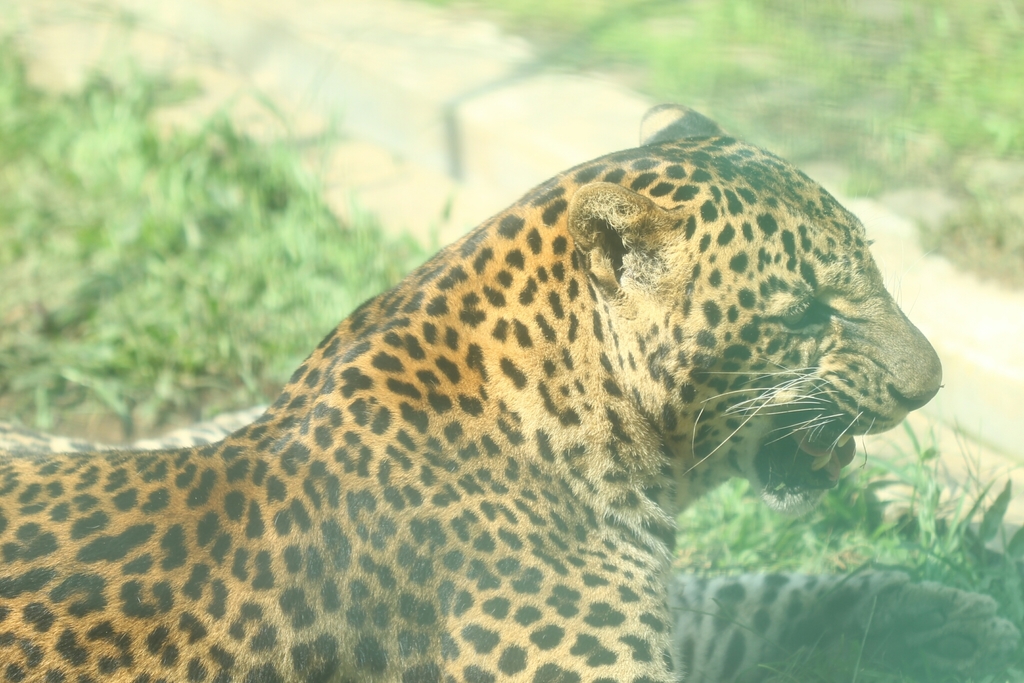 Javan Leopard Tutul Panthera Pardus Melas Java Island Leopard