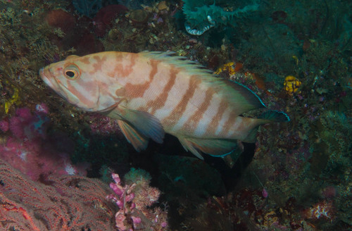 Chocolate Grouper