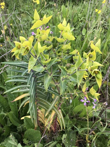 Euphorbia lathyris