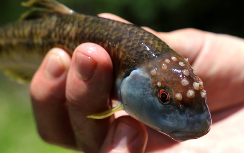 Bluehead Chub
