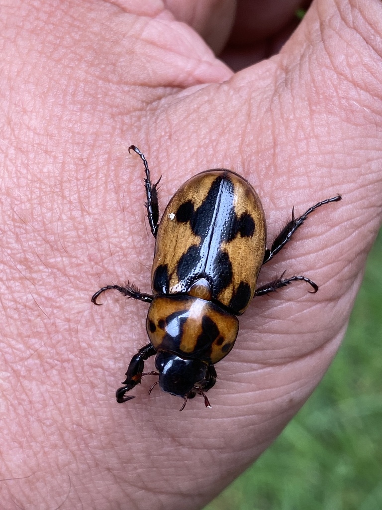 Cyclocephala deceptor from Avenida In, Zapopan, Jal., MX on June 29 ...