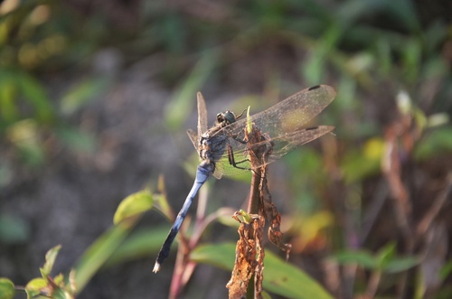 White-tailed Skimmer