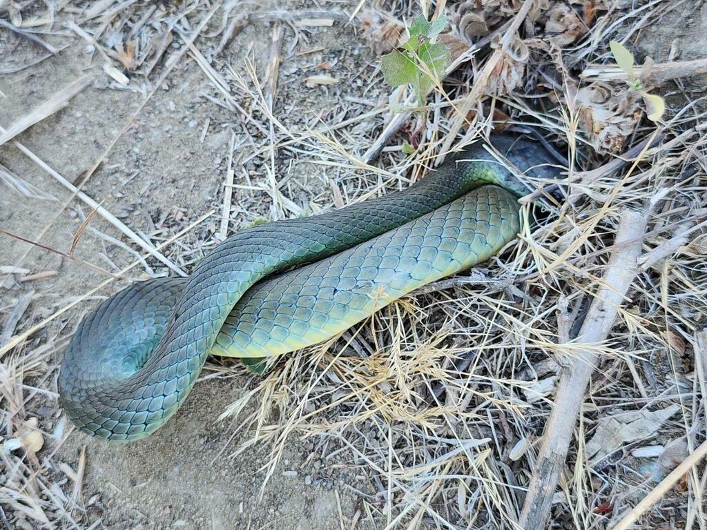 Western Yellow-bellied Racer from Orange County, CA, USA on June 30 ...