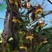 Catasetum gnomus - Photo (c) geoffgallice, all rights reserved, uploaded by geoffgallice