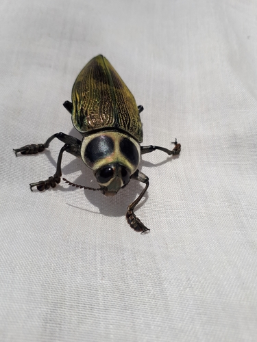 Ceiba Borer