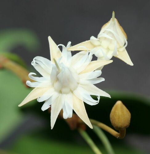 Mimusops andamanensis