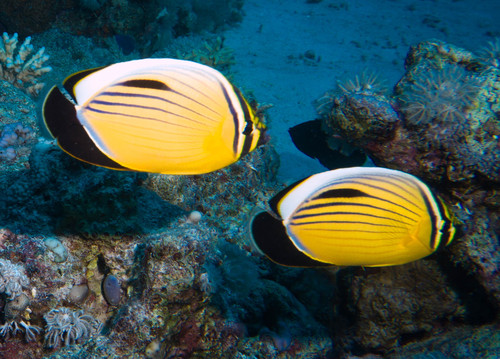 Exquisite Butterflyfish