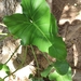 Philodendron acutatum - Photo (c) Vitoria Milena, all rights reserved, uploaded by Vitoria Milena