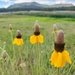 Upright Prairie Coneflower - Photo (c) Denise Gary, all rights reserved, uploaded by Denise Gary