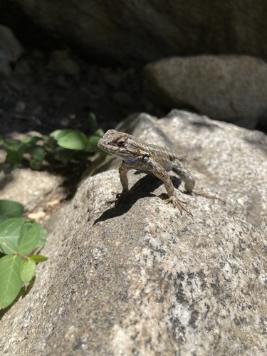 iNaturalist observation photo of Western Fence Lizard
