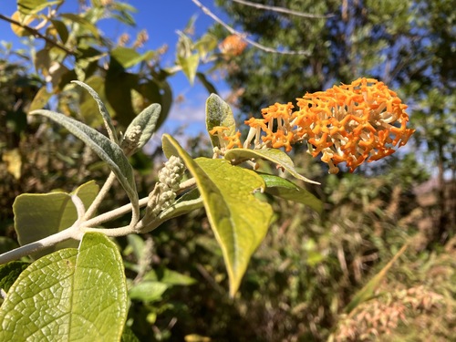 Buddleja madagascariensis Lam.