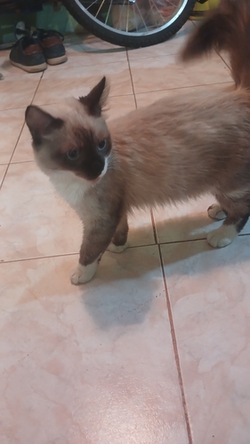 Domestic Cat