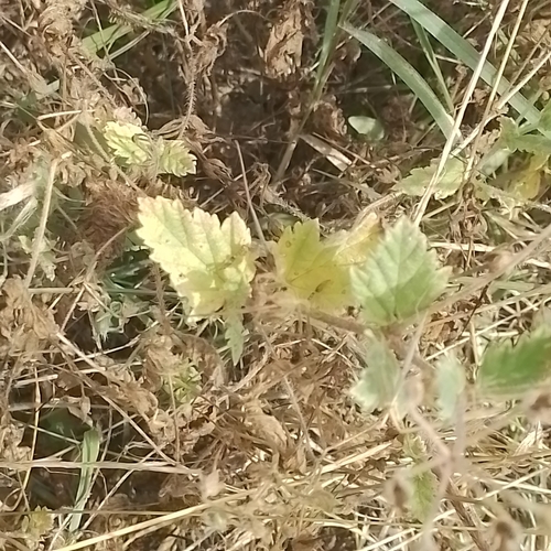 Erodium alnifolium