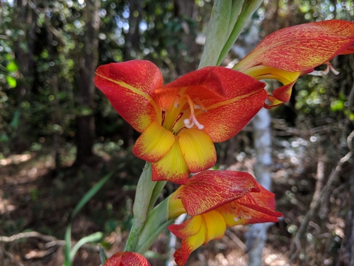 Dragon's-head Lily