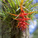 Tillandsia violacea - Photo (c) Michael Schmidt, all rights reserved, uploaded by Michael Schmidt