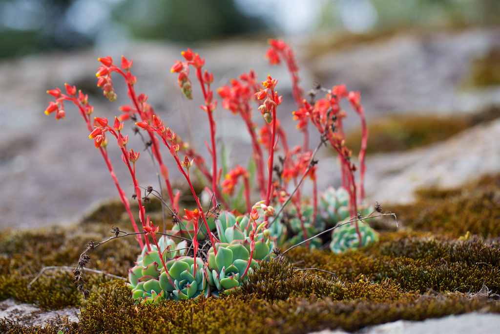 Hens and chicks
