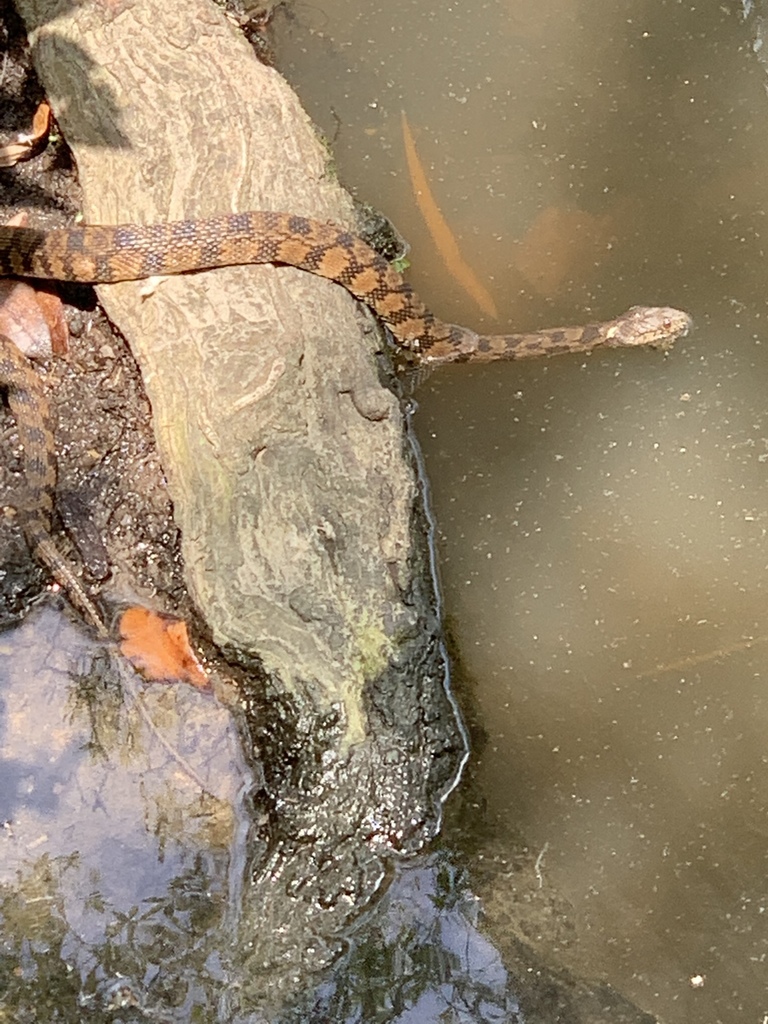Diamondback Watersnake from City Park, New Iberia, LA, US on May 27