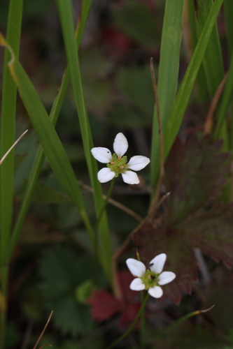 Parnassia alpicola