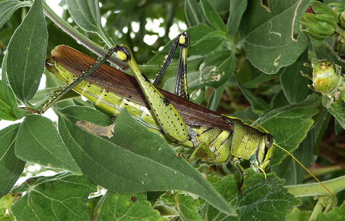 Obscure Bird Grasshopper